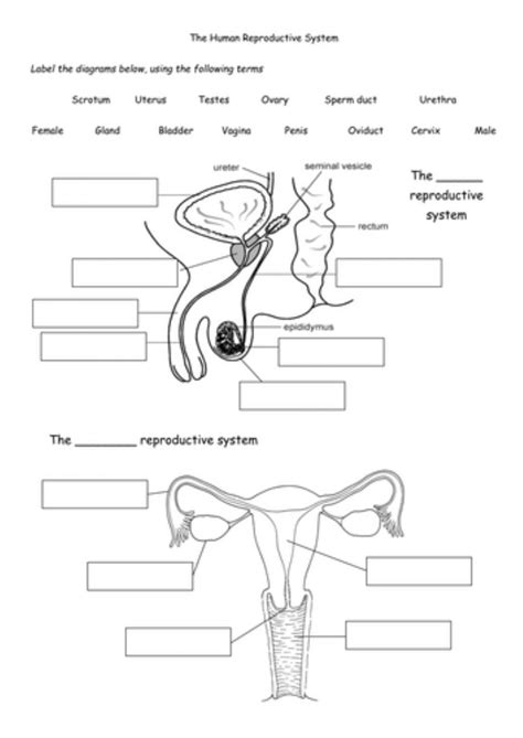 Male Reproductive System Worksheet Packet