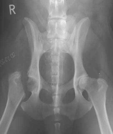 Hip Dysplasia And Hip Conditions In Dogs Surgery And Costs