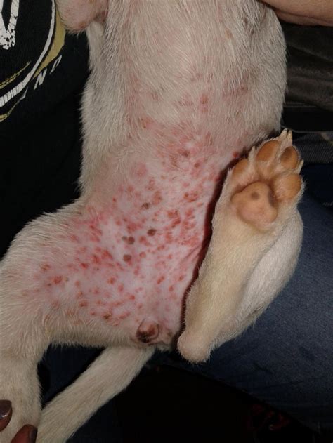 My Dog Has A Red Rash Its Bumps And Some White On Top Its All Over