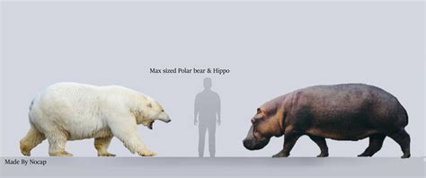 All Bear Size Comparisons Domain Of The Bears