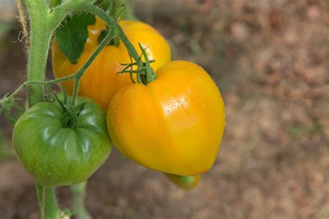 Tomate Orange Russian Anbau And Pflege Plantura
