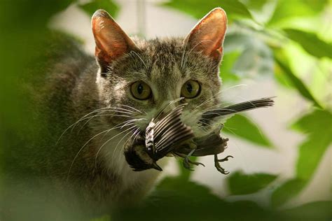 How Many Birds Do Cats Kill Help This Science Project Find Out New