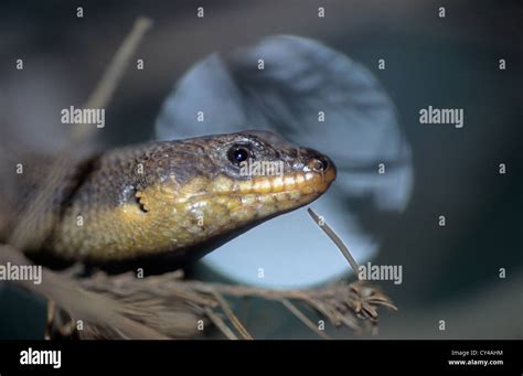 Wildlife Reptiles Australian Blotched Blue Tongued Lizard Stock