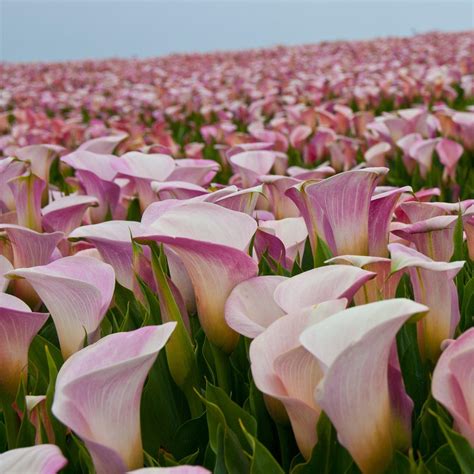 Perfectly Pink Calla Lily Bulbs For Sale Calla Pink Melody Easy To