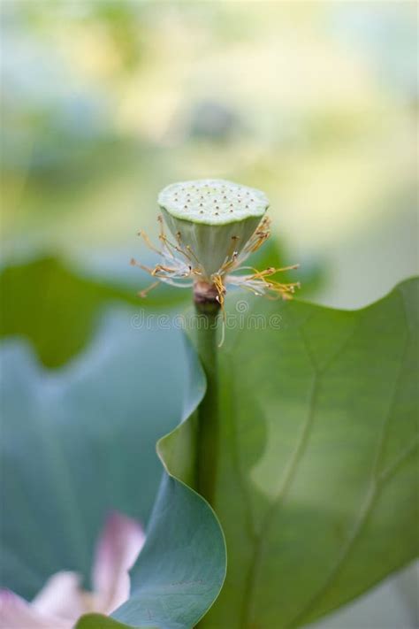 A Lotus Seed Head Lotus Flower Head Stock Image Image Of Petal
