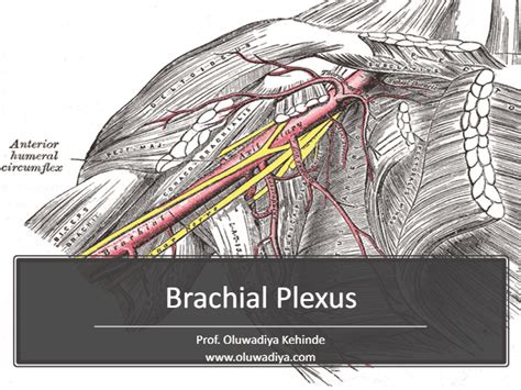 Online Quiz Mcq On The Anatomy Of The Brachial Plexus