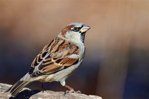 House Sparrow Indiana Audubon
