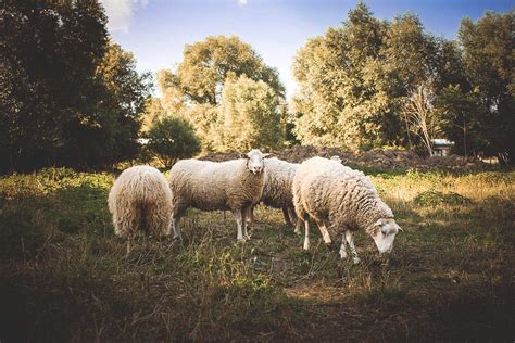 A Small Flock Of Sheep Free Stock Photo Picjumbo