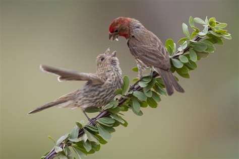 House Finches And House Sparrows Cubs