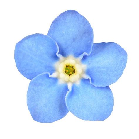 Blue Flower Tattoos Flower Tattoo Designs Royal Blue Flowers Light