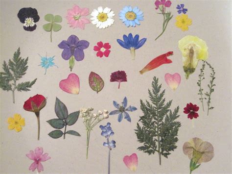 how to press flowers and 3 diy projects you can make with them pressed flower crafts pressed