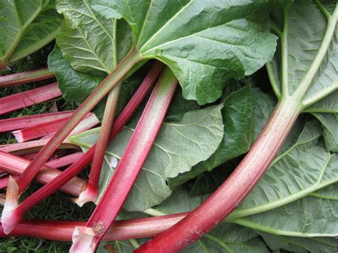 14 Health Benefits Of Eating Rhubarb You Should Know How To Ripe