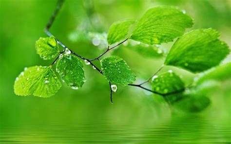 Wallpaper Green Theme Background Drops Of Water On The