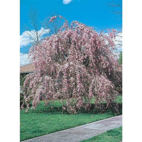 Shop 55 Gallon Weeping Cherry Feature Tree L3232 At