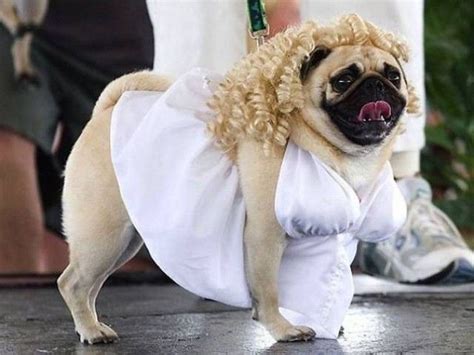 Perrros Disfrazes Haloween Just Pugs Disfraz De Halloween Para Pug Pugs Disfrazados Y