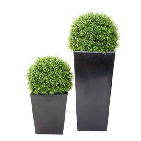 Boxwood Balls In Tall Modern Planters These Topiary Trees Look Great