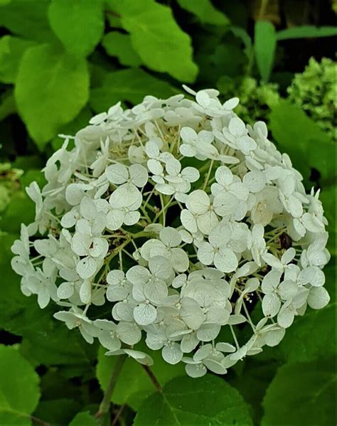 Hydrangea -Hortenzija bijela