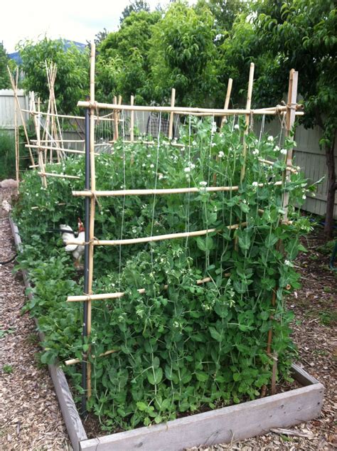 Snap Pea Support Bamboo And Twine Vegetable Garden Design Garden