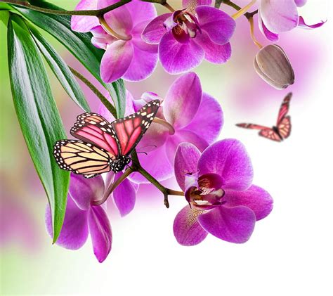 Floral Butterflies Butterfly Flowers Orchid Purple Spring Hd