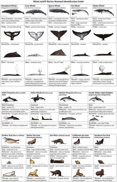 Marine Mammal Identification Guide For Common Marine Mammals In