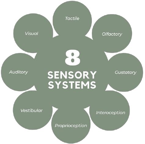 What Are The 8 Sensory Systems Sensory For Dementia