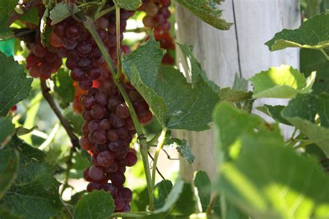 Seedless Table Grape Trial West Madison