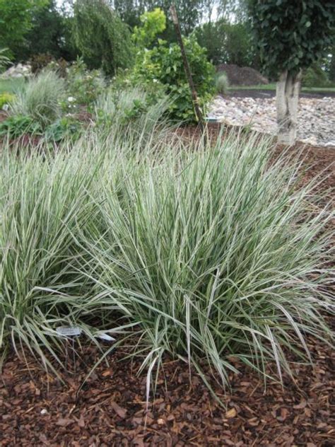 Overdam Variegated Reed Grass Wyoming Plant Company