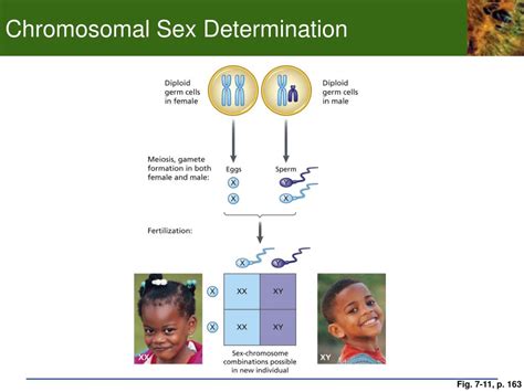 Ppt Chapter Sex Determination Powerpoint Presentation Free Hot Sex