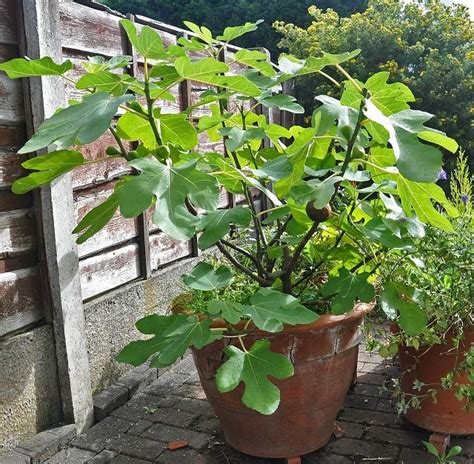 Best Fruits To Grow In Pots Fruits For Containers