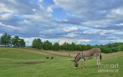 Peaceful Pasture Photograph By Brian Kamprath Fine Art America
