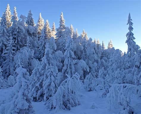 Filewinter Forest 2138216668 Wikimedia Commons