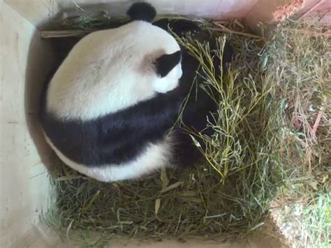 Giant Panda Cub Born In Vienna After Zoo Sets The Right Mood Gma News