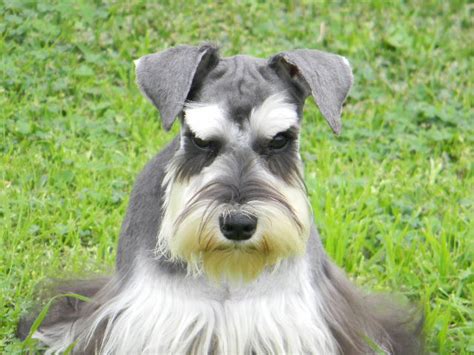 House kazak ruby (international champion)dob: Neon - Breathtaking Black and Silver Miniature Schnauzer