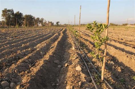 Minagri Instalará Sistema De Riego Que Permitirá Mejorar Producción De 178 Hectáreas En Ica