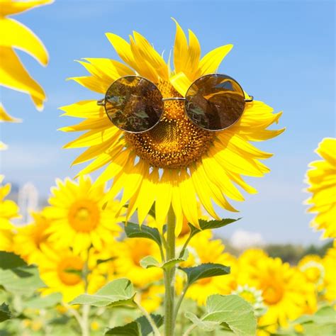 Premium Photo Glasses With Sunflower