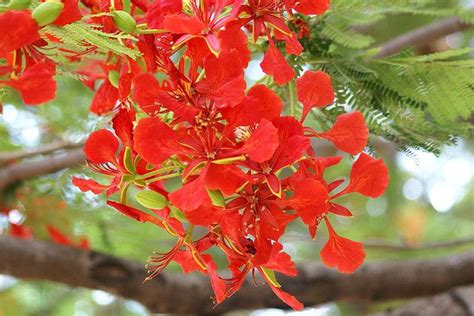 Provide pictures of leaf, fruit, bark flower and all characteristics of each and every tree provided in the site. BANGALORE - Gulmohars - such a trademark symbol of the ...