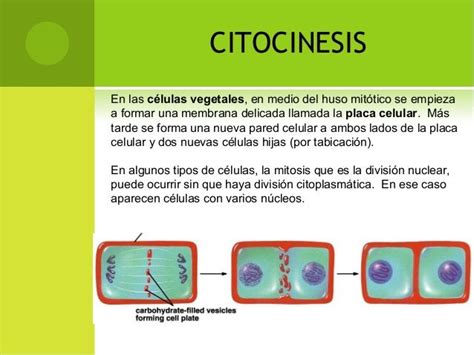 Ciclocelular