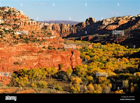 Cottonwood Trees In Fall Colors Between Canyon Walls Stock Photo Alamy