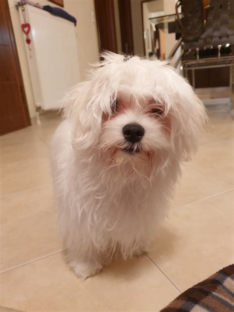 First Groom Maltese Dogs Forum Spoiled Maltese Forums