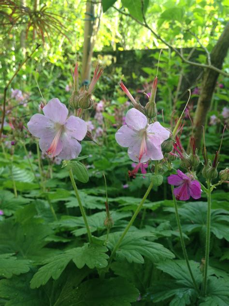 Wild Geranium