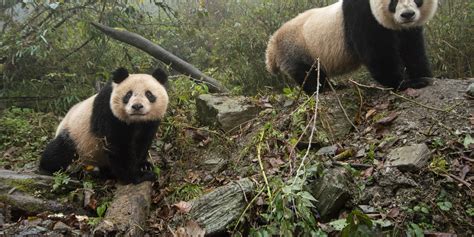 Why Are Giant Pandas Endangered Giant Panda Panda Hab