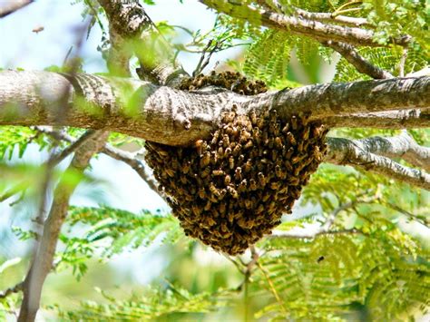Bee Hive Hive Bee Binocams