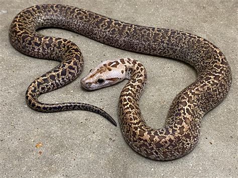 Sale Granite Burmese Python By Pets A Plenty The Ultimate Reptile Shop