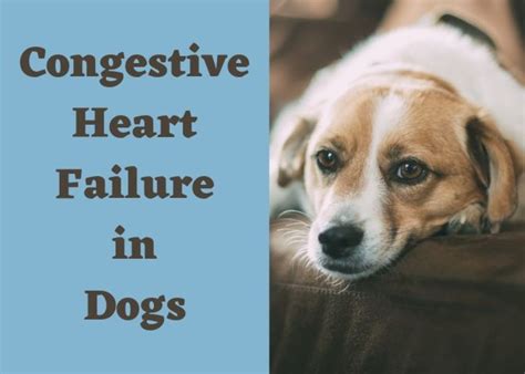 Symptoms And Treatment Of Congestive Heart Failure In Dogs Pethelpful