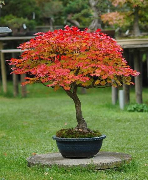 japanese full moon maple seeds acer japonicum bonsai etsy japanese garden maple tree