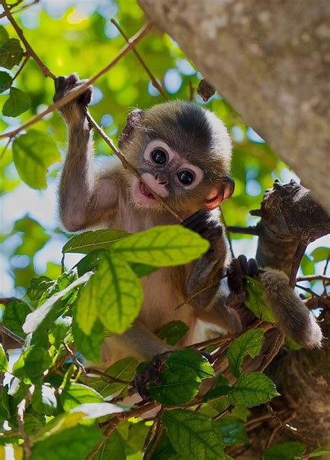 16 Of The Cutest Baby Monkeys Youll Ever See