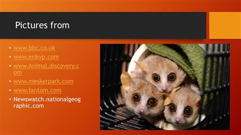 Ppt Lemurs Powerpoint Presentation Free Download Id2310175
