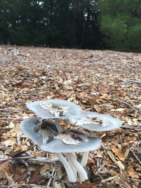 Help Identifying Mushrooms Identifying Mushrooms Wild Mushroom Hunting