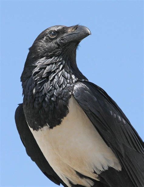 Mystery Bird Pied Crow Corvus Albus Grrlscientist Crow Bird
