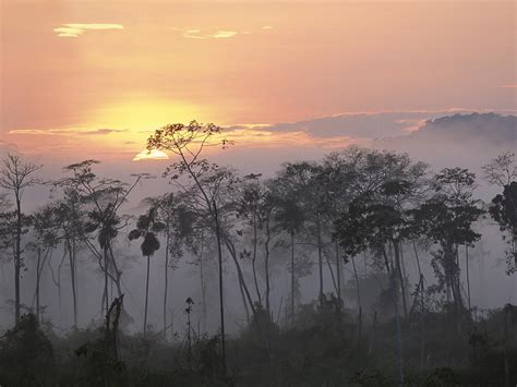 Hd Sunset Landscapes Nature Trees Skylines Forests Fog High Resolution